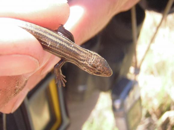 Northern Prairie Skink (Plestiodon septentrionalis)