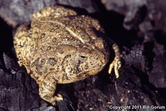 Woodhouse's Toad (Anaxyrus woodhousii)