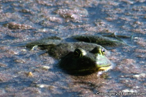 American Bullfrog (Lithobates catesbeianus)