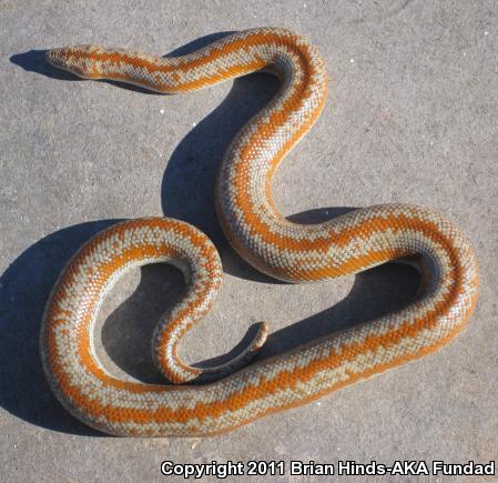 Coastal Rosy Boa (Lichanura trivirgata roseofusca)