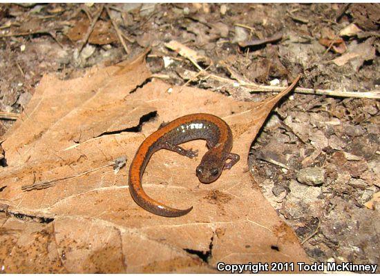 Northern Zigzag Salamander (Plethodon dorsalis)