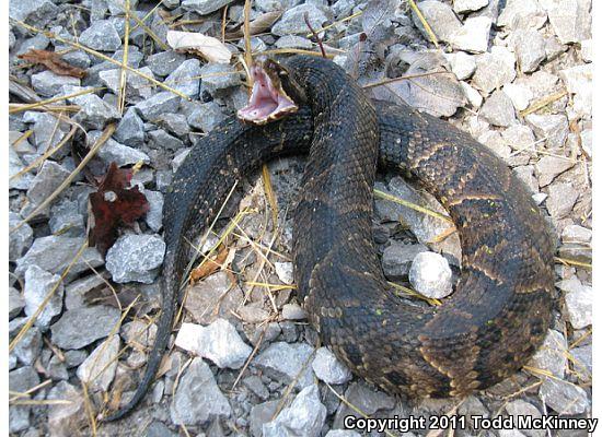 Western Cottonmouth (Agkistrodon piscivorus leucostoma)