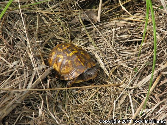 Eastern Box Turtle (Terrapene carolina carolina)