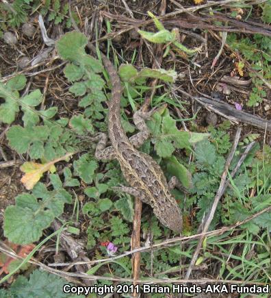 Western Side-blotched Lizard (Uta stansburiana elegans)