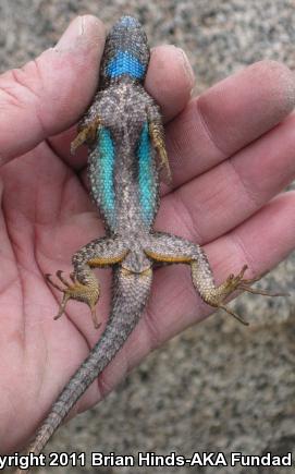 Great Basin Fence Lizard (Sceloporus occidentalis longipes)