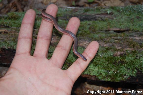 Eastern Wormsnake (Carphophis amoenus amoenus)