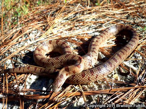 Mole Kingsnake (Lampropeltis calligaster rhombomaculata)