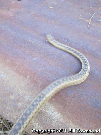 San Diego Gopher Snake (Pituophis catenifer annectens)