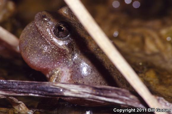 California Treefrog (Pseudacris cadaverina)