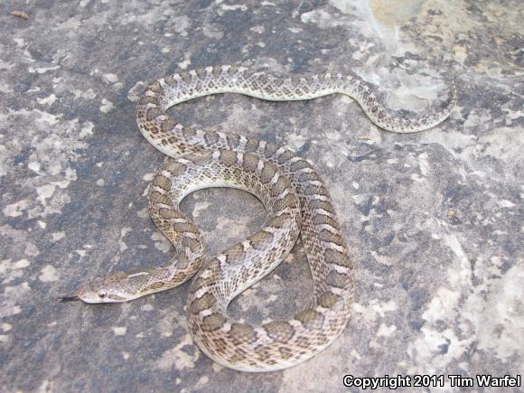 Kansas Glossy Snake (Arizona elegans elegans)