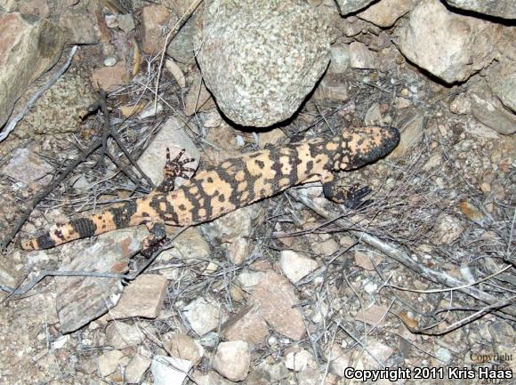 Banded Gila Monster (Heloderma suspectum cinctum)