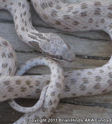 Desert Nightsnake (Hypsiglena chlorophaea deserticola)