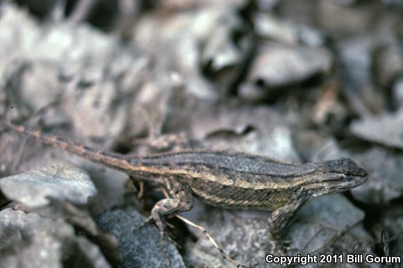 Southwestern Fence Lizard (Sceloporus cowlesi)