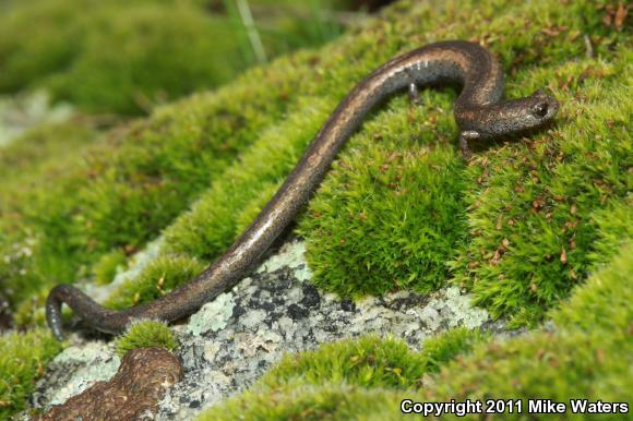 Gregarious Slender Salamander (Batrachoseps gregarius)