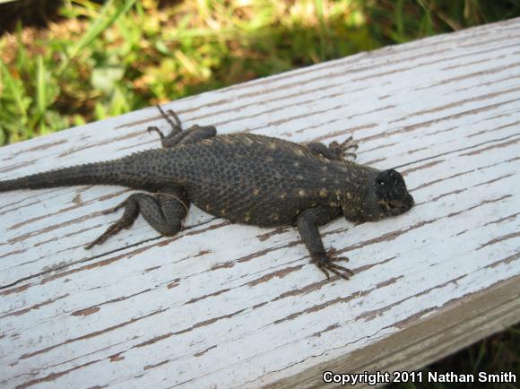 Great Basin Fence Lizard (Sceloporus occidentalis longipes)