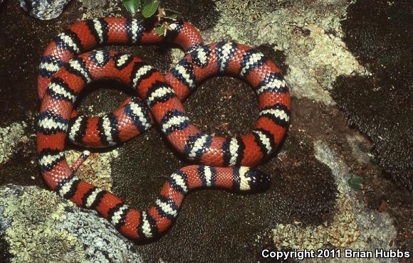 San Diego Mountain Kingsnake (Lampropeltis zonata pulchra)