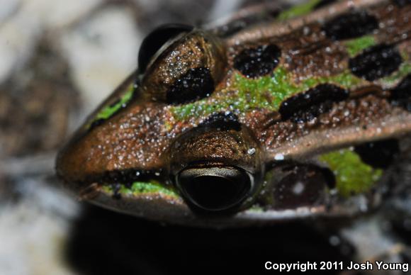 Florida Leopard Frog (Lithobates sphenocephalus sphenocephalus)