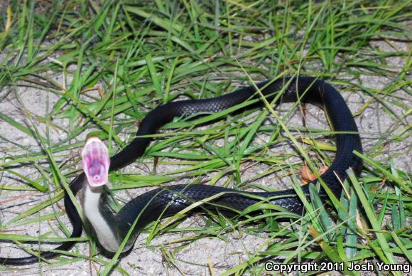 Everglades Racer (Coluber constrictor paludicola)