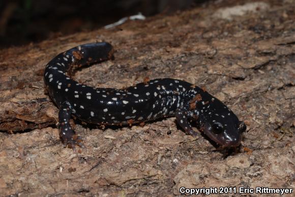 Mississippi Slimy Salamander (Plethodon mississippi)