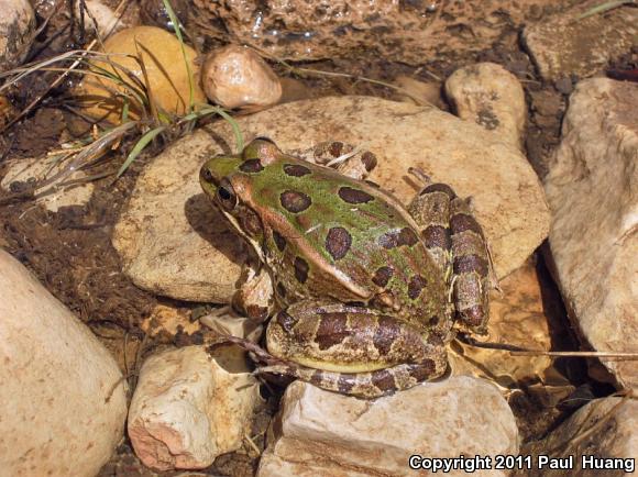 Rio Grande Leopard Frog (Lithobates berlandieri)