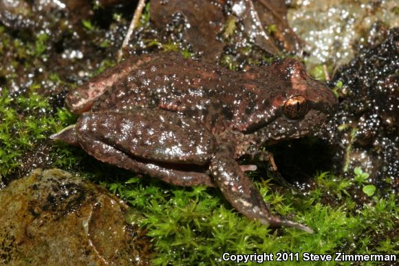 Western Tailed Frog (Ascaphus truei)