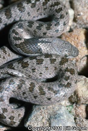 Texas Nightsnake (Hypsiglena jani texana)