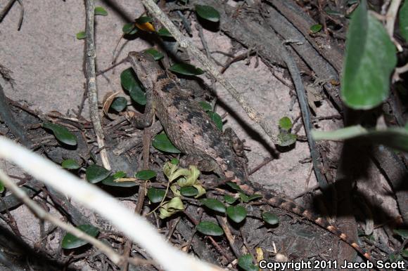 Texas Spiny Lizard (Sceloporus olivaceus)