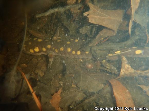 Spotted Salamander (Ambystoma maculatum)