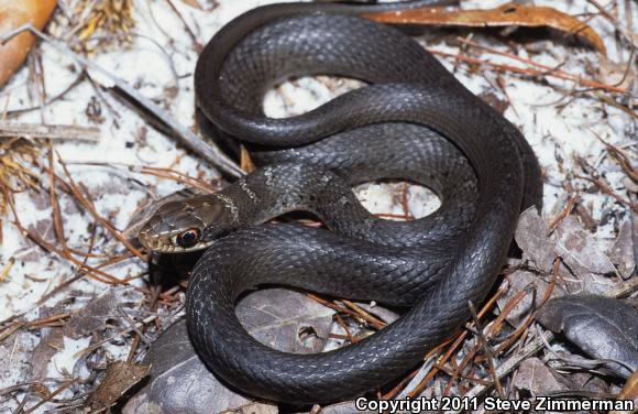 Southern Black Racer (Coluber constrictor priapus)