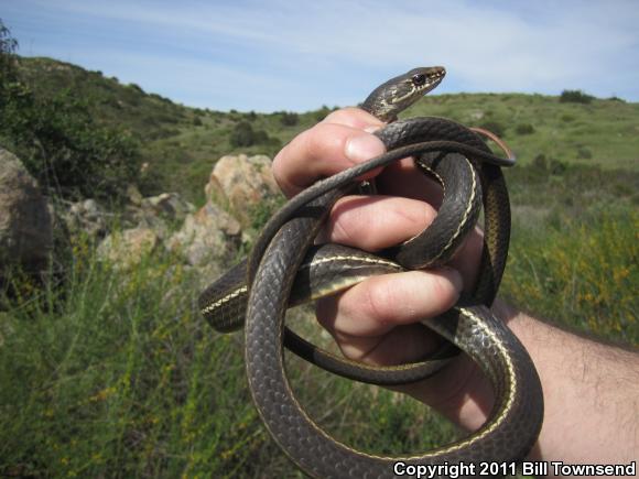 California Striped Racer (Coluber lateralis lateralis)