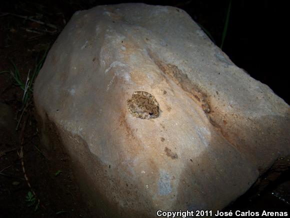 Canyon Treefrog (Hyla arenicolor)