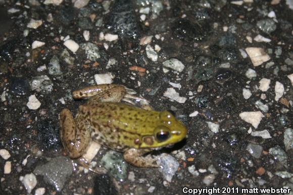 Northern Green Frog (Lithobates clamitans melanota)