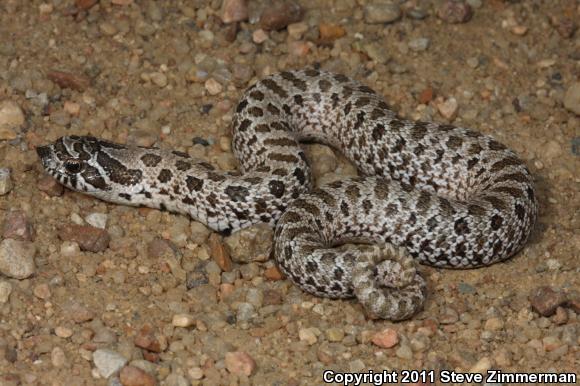 Plains Hog-nosed Snake (Heterodon nasicus)