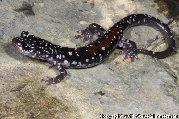 Yonahlossee Salamander (Plethodon yonahlossee)