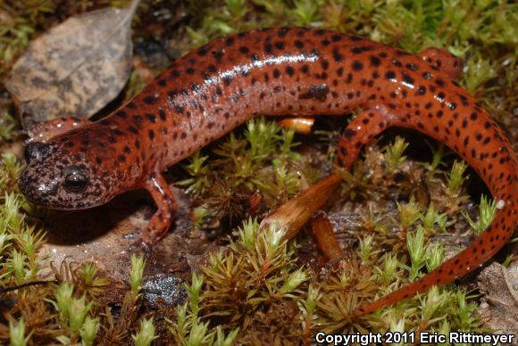 Southern Red Salamander (Pseudotriton ruber vioscai)