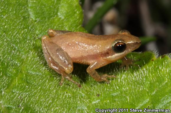 Little Grass Frog (Pseudacris ocularis)