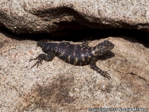 Granite Spiny Lizard (Sceloporus orcutti)