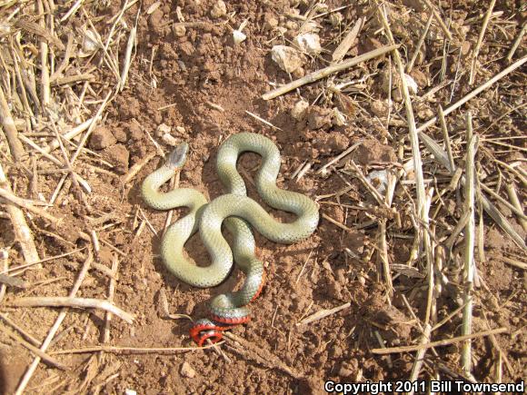 San Diego Ring-necked Snake (Diadophis punctatus similis)