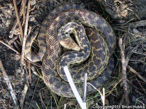 San Diego Gopher Snake (Pituophis catenifer annectens)