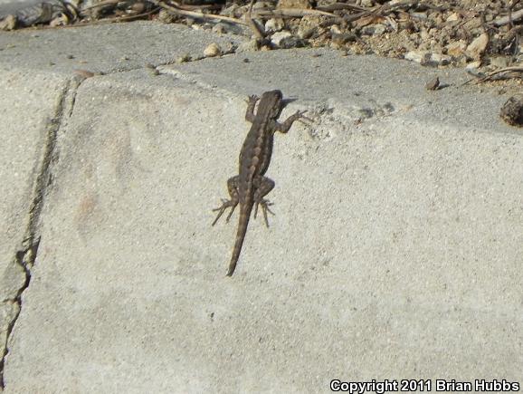 Great Basin Fence Lizard (Sceloporus occidentalis longipes)