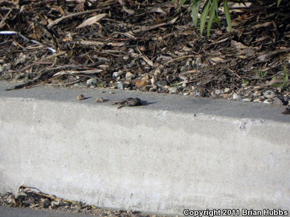 Great Basin Fence Lizard (Sceloporus occidentalis longipes)