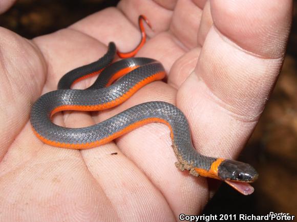 Diadophis punctatus – Ring-necked Snake