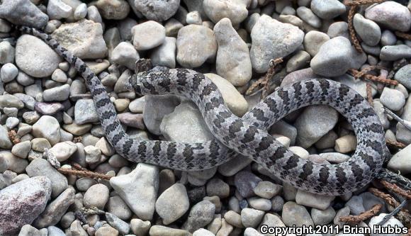 Chihuahuan Hook-nosed Snake (Gyalopion canum)