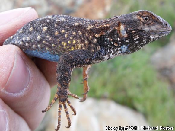 NorthWestern Fence Lizard (Sceloporus occidentalis occidentalis)