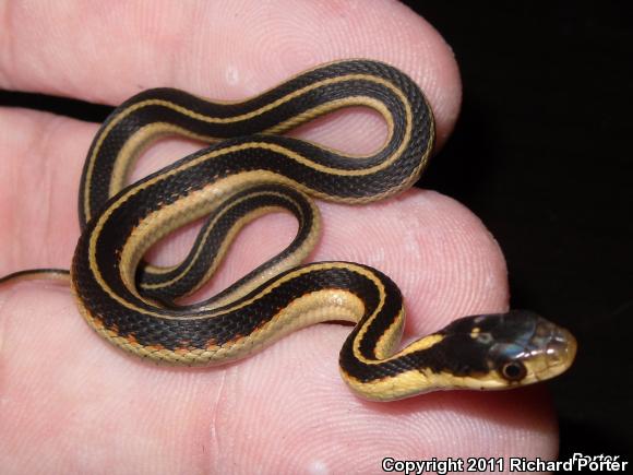 Valley Gartersnake (Thamnophis sirtalis fitchi)