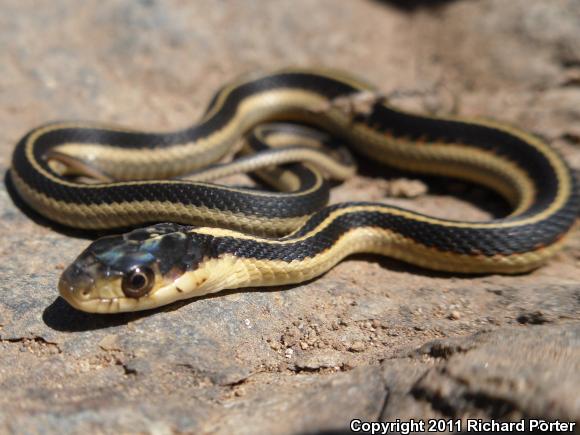 Valley Gartersnake (Thamnophis sirtalis fitchi)