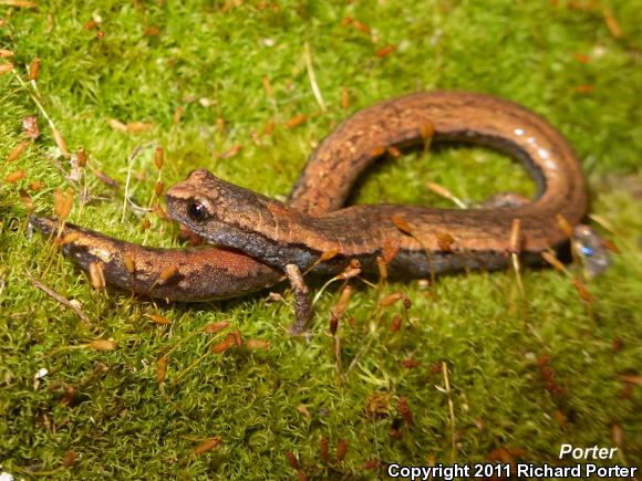 California Slender Salamander (Batrachoseps attenuatus)