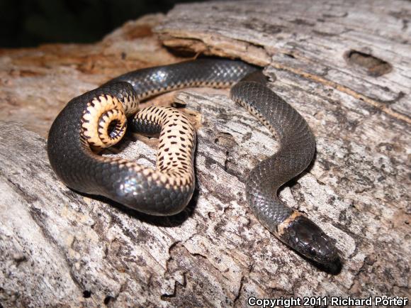 Pacific Ring-necked Snake (Diadophis punctatus amabilis)