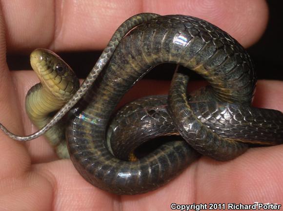 Santa Cruz Gartersnake (Thamnophis atratus atratus)