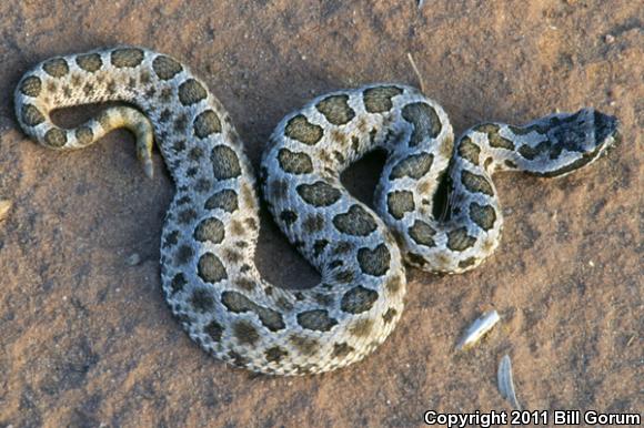 Desert Massasauga (Sistrurus catenatus edwardsii)